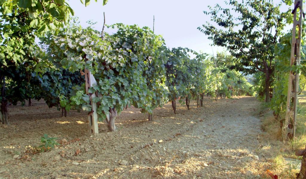 Belvedere Cramaccioli Vigne Екстер'єр фото